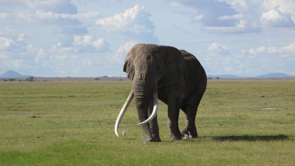 An elephant with large tusks roaming Kenya.