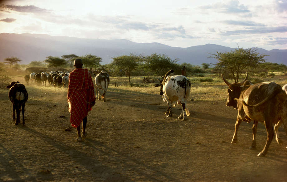 A Maasai man herds his cattle.