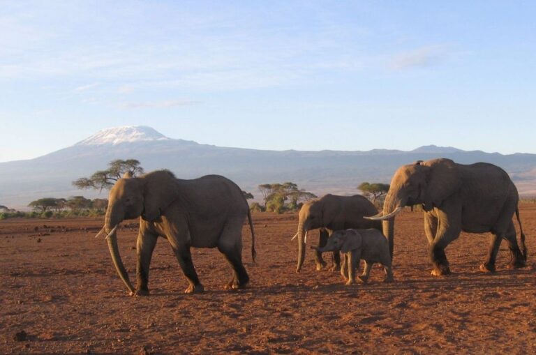 Read more about the article All About Elephants
