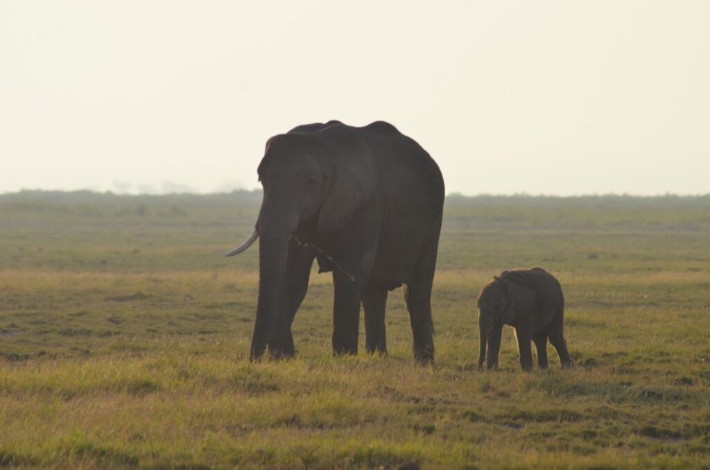 Elephants in Amboseli National Park.