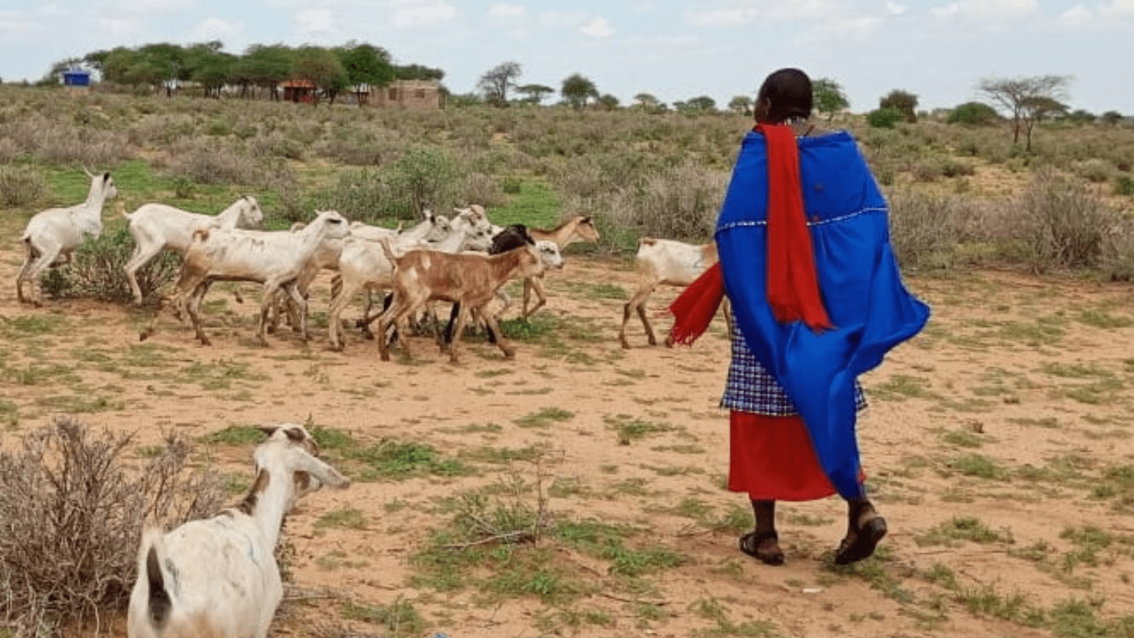 Maasai woman and goats