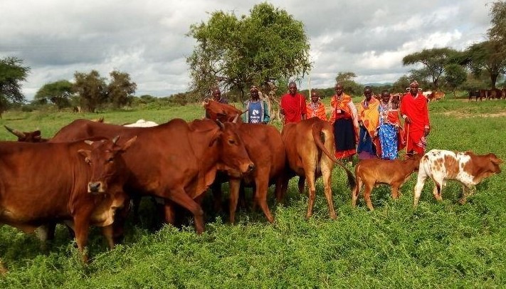 LAB groups working with cows in Naboisho. 